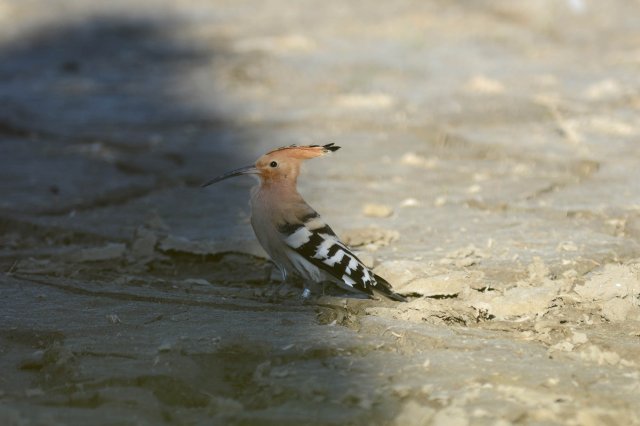 Huppe fasciée / Eurasian Hoopoe